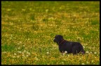 Un cane in un prato fiorito...