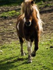 di un cavallo al tramonto