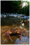 ..ovvero il Granchio d'acqua dolce....

L'emozione di un incontro particolare....





Cloude  :) 

PS: qui troverete il nuovo REPORT NATURALISTICO su questo soggetto!!
http://www.claudiopia.it/reports.htm