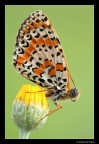 Una comune e un po' malandata melitea sp. su fiore giallo, treppiede, flash wireless diffuso. 180mm f/14 1/4sec 100iso
[url=http://macroforum.emillustration.com/immagini_post/1276528655melitea2000.jpg]HIGH RES[/url]
QUi trovate un video di una Melitea sp. fatto con la 7D 1 180mm macro su treppiedevi consiglio di vederlo in full HD
[url=http://www.youtube.com/watch?v=j3ZHeBfOWd4]VIDEO HIGH RES[/url]