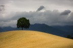 Giornata ventosa e la luce cambiava  continuamente "accendendo" il grano rendendolo dorato contrastando con i nuvoloni neri dell'orizzonte.
Bellissima scena non s se si riesce a percepire tale atmosfera.