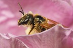 Halictus scabiosae immerso nel polline di un fiore in giardino.
MP-E65 flash f11 100iso

1600px http://img413.imageshack.us/img413/1505/14201600.jpg