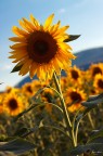 Ho fotografato girasoli in questo campo fino ad averne la nausea: era quello che volevo fare da tempo... In questa occasione ho imparato 2 cose: 
1.Non  facile come si crede fotografare girasoli, proprio perch seguono il sole... ma nella direzione opposta, cos ti ritrovi sempre ad inquadrarli controluce, con conseguenti ed enormi difficolt;
2.Il 50mm f/1.8  davvero un'ottica fantastica!