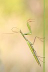 Questa mattina, alle prese con la pulizia delle antenne.
180mm 1/10 f13 100iso, cavalletto , scatto remoto
1200px http://a.imageshack.us/img26/2979/1689.jpg