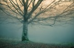 Un altro scatto all'interno del Parco delle Foreste Casentinesi.

Commenti e critiche molto ben accette!