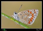 Questa foto apre sul sito del National Geographic Italia la mia mini gallery sulle farfalle della mia terra.