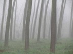 Nebbia imprigionata