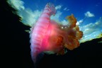 Fotografia subacquea, la medusa  stata ripresa da sotto, la profondit era minima, quello che si vede nella parte superiore della foto  il cielo, mentre la parte scura  il rift.
Commenti graditi.