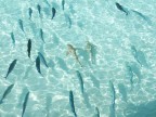 Squaletti e pesci a riva, Maldive