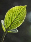 La mia foto per il contest, una interpretazione naturalistica al titolo.
Una foglia ripresa in pieno controluce, che evidenzia le venature della superficie.