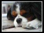 cavalier king charles spaniel...mentre dorme