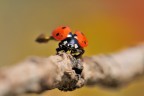 Dati di scatto:
Diaframma f 13 - Esposizione 1/500 di secondo - ISO 320
Mano Libera Fotocamera Nikon D300 - Obiettivo AF-S Micro Nikkor 105mm f/2.8 G IF-ED


Alta risoluzione: http://i51.tinypic.com/2u88cjo.jpg

Grazie in anticipo per Suggerimenti e Critiche