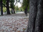 Viale sulle mura