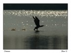 Decollo di un cormorano