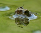 lungo le rive del fiume Sele

fz50 + lente autocostruita