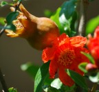 Una bella foto di fiori su un melograno in questa calda estate