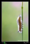 Uscendo dal tunnel delle composizioni classiche....volevo raccontare una storia, la salita di questo Bruco di Orgyia (Clethrogyna) trigotephras. Il Bruco era in continuo movimento quindi mi sono dato da fare seguendolo tipo panning.
Luce Naturale + Canon 430EX II di riempimento del controluce. Canon 40D + Tamron 180mm + scatto remoto. F10, 1/60, iso 800, +0,67 ev.
[url=http://i739.photobucket.com/albums/xx37/antoninolaspina/Orgyiatrigotephras_1200px.jpg][b]Immagine a 1200px[/b][/url]