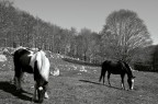 ... Sono arrivato tardi per fotografare i colori autunnali dei faggi del parco dei Monti Simbruini (Lazio); e allora il mio tentativo di B e N.
Exposure Time = 1/60"
F Number = F18
Exposure Program = Aperture priority
ISO Speed Ratings = 200
Focal Length = 20mm