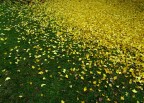 Foglie di Ginko