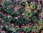 Sempervivum