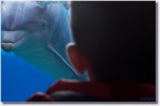 Iso 800 1/160 f5.6 30mm

Avendoli osservati in mare aperto, riguardando a casa l'espressione del delfino in questa foto mi  tornato alla mente il film in questione.