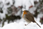 canon 50d,canon 200 f4 + 1,4x 
sdraiato nella neve e coperto con un telo ;)