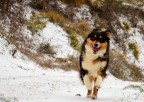 Foto scattata alla mia cucciola Leila mentre corre sulla neve con la Nikon D5100.