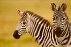 Zebre, Serengheti (Tanzania)