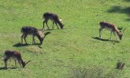 Da sinistra = Balestrone , Palancone , Fusone e un'altro Balestrone .

Fuji HS 20 EXR
T  1/850
D  5,6
Iso  800
Foc  720mm