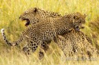 Femmina di leopardo con piccolo.
Nikon D300s obiettivo 400 F2,8 
Dati di scatto 1/1000 f4
