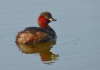 1/500@500mm, f8,450ISO,ponderata centale,leggero crop