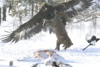 Eagle vs Fox