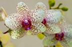 Phalaenopsis?