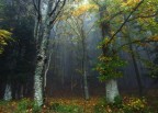 Questa  la Foresta di Camaldoli , con tanta nebbia .

Fuji S9500
T  1/9
D  5
Iso 400
Foc 28mm