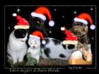 Ciao raga, buon Natale da parte mia e delle mie gatte!