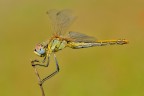 Dati di scatto: 
Diaframma f 14 - Esposizione 1/160 di secondo - ISO 250 
Fotocamera Nikon D300 - Obiettivo AF-S Micro Nikkor 105mm f/2.8 G IF-ED - Mano Libera - No Flash -

Alta risoluzione: http://i45.tinypic.com/33xei9s.jpg 
Grazie in anticipo per Suggerimenti e Critiche