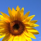 Un Girasole, inconsapevole, e il suo ospite.
Sono graditi i commenti, i pareri ed i consigli.