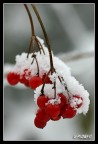 Bacche selvatiche coperte dalla neve
Canon EOS 300D con EF 100-400L a 220 mm