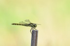 Libellula