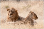 sempre etosha ma questa volta carrellata dedicata ai leoni... alcuni incontrati a pochissimi metri dalla macchina. peccato non averli visti durante la caccia...