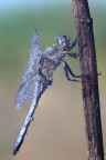 Se possibile vorrei conoscere l'id di questa libellula.

Di di scatto:
Canon EOS 1000D
Ob. Vivitar 100 mm. macro
f 11
t 1/60
treppiede

critiche, commenti e consigli sempre graditi

Buona Luce Marco