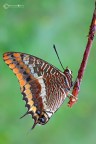 http://s5.postimage.org/oiswvqplz/Charaxes_jasius_Linnaeus_1767.jpg