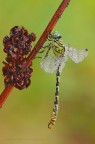 Onychogomphus forcipatus unguiculatus (Vanderlinden, 1820) maschio

F/22 - 1/4 sec. - iso 200 - WB 5560

Versione HR 
http://imageshack.us/a/img525/4538/onycogomphusforcipatusu.jpg