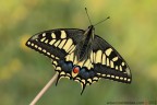 Papilio machaon (Linnaeus, 1758)

www.rossidaniele.com

Canon EOS 7D + Sigma 180mm f/3.5 EX DG HSM Macro
f16 - 1/50 - ISO 200
01.04.2012 ore 7.42
Suggerimenti e critiche sempre ben accetti
[url=http://www.rossidaniele.com/HR/_MG_2196copia-mdc-1500.jpg]Versione HR[/url]