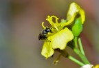 Nikon D5100, iso 500 f8, obiettivo 18/55mm@55mm con lente closeup autocostruita, scattata in jpeg. Al momento non dispongo di vetro migliore...