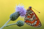 Una melitea sp. in situazione di forte controluce gestita con esposizione ad hoc. 
High Res [img]http://www.naturainminiatura.com/immagini_post/1349896989melitea3000.jpg[/img]