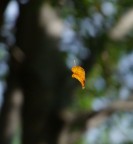 Foglia sospesa da un filo di ragnatela; in una giornata un po' ventosa.

CLipper