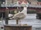 Un gabbiano messosi in posa davanti a me nel porto di Whitby, in Inghilterra. Potevo mai lasciarmelo scappare ?