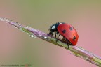 Coccinella septempunctata (Linnaeus, 1758)

www.rossidaniele.com

Canon EOS 7D + Sigma 180mm f/3.5 EX DG HSM Macro
f18 - 0.6s - ISO 100
10.05.2012 ore 7.23
Suggerimenti e critiche sempre ben accetti
[url=http://www.rossidaniele.com/HR/_MG_2541copia-mdc-1500.jpg]Versione HR[/url]