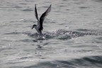 Scattata in liguria, f5,6 1/2000, crop dello scatto originale che era un p troppo lontano e disassato